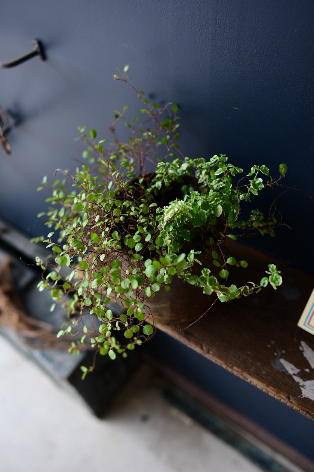 古材のウォールシェルフ（木製固定具タイプ）　